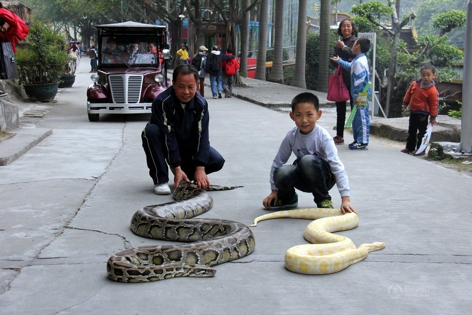 Питон и мальчик Камбоджа. Мальчик и питон Дружба. Змея каток. Мужчина змей в браке